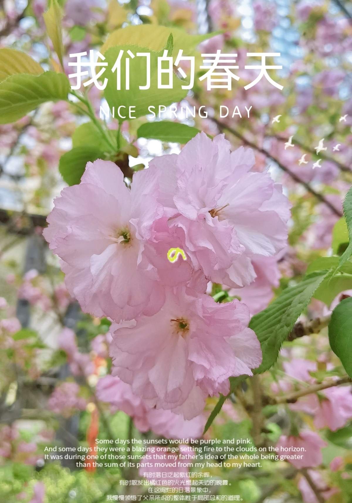 花儿1