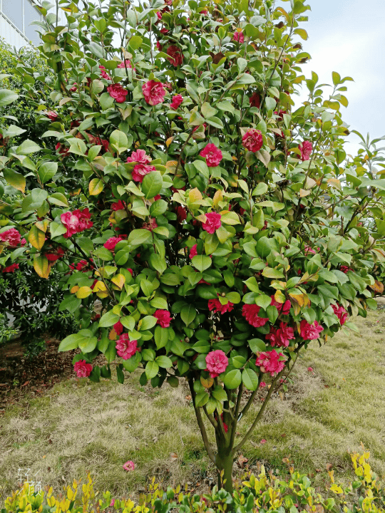 山茶花