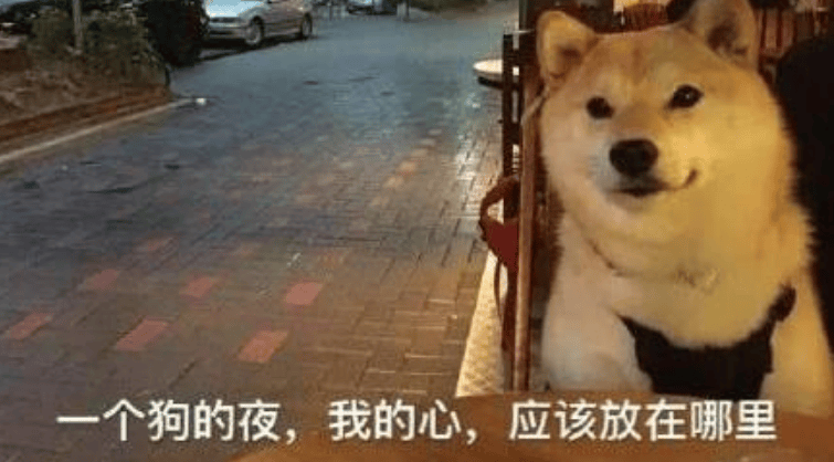 菜狗