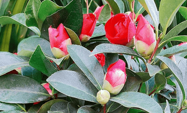 山茶花。
