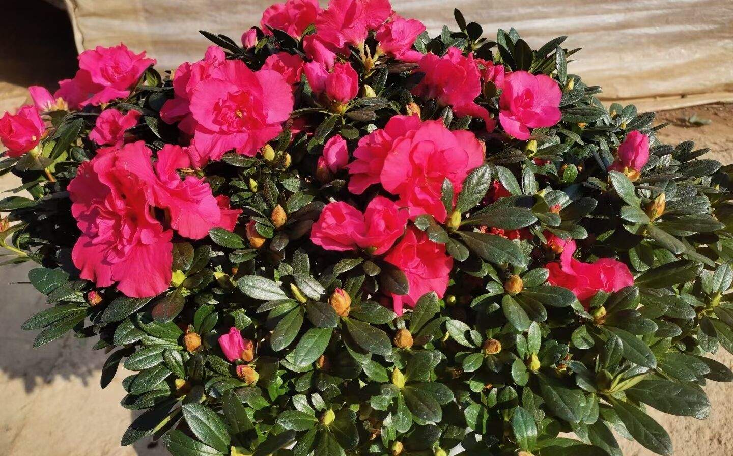 杜鹃花