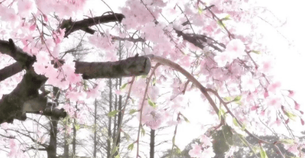 四月只是托词，你才是那个悬而未决的春事